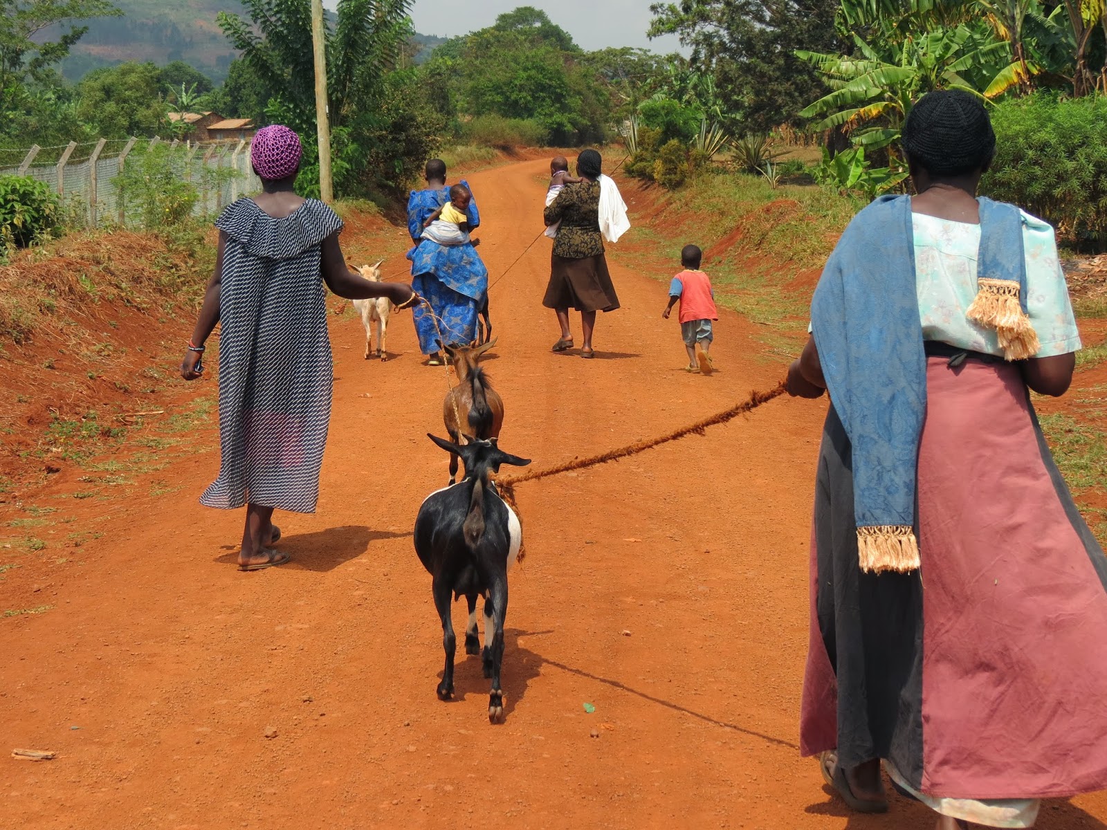 YIMBA UGANDA GOAT LOAN PROJECT
