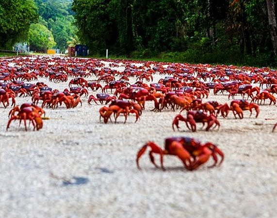 the red crab migration