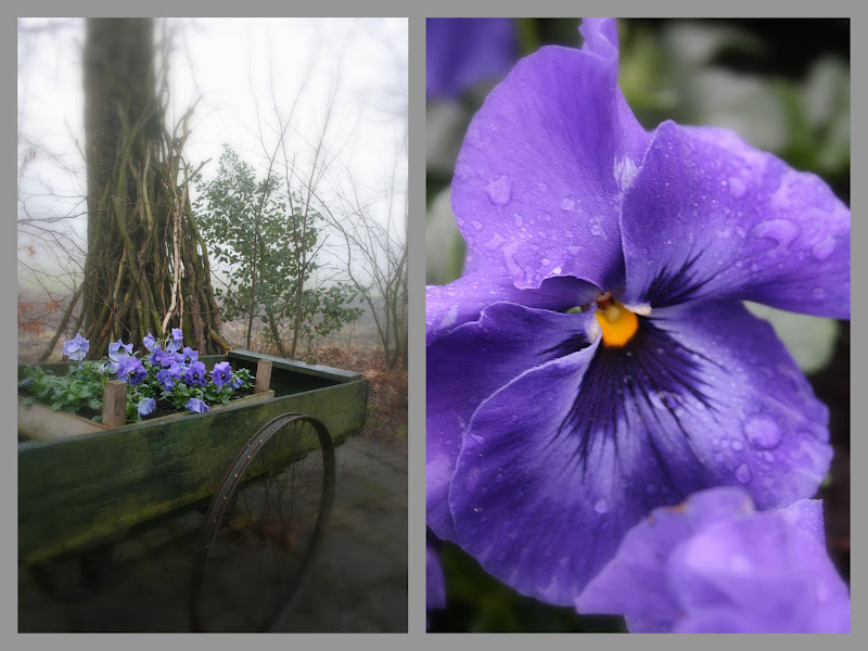 .Greftenhus oan e Ie Viooltjes, vol verwachting en