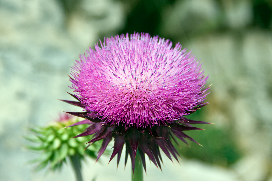 Liver Detox Smoothie Recipe MEDICINE RECIPE