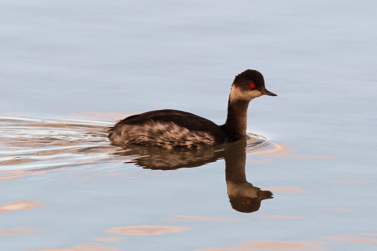 Black Necked Grebe, winter plumage, spain, santa pola, el pinet, salt pans timbobagginsabroad, roadtrip, spain, 2015