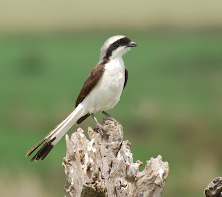 Grey-Backed Fiscal