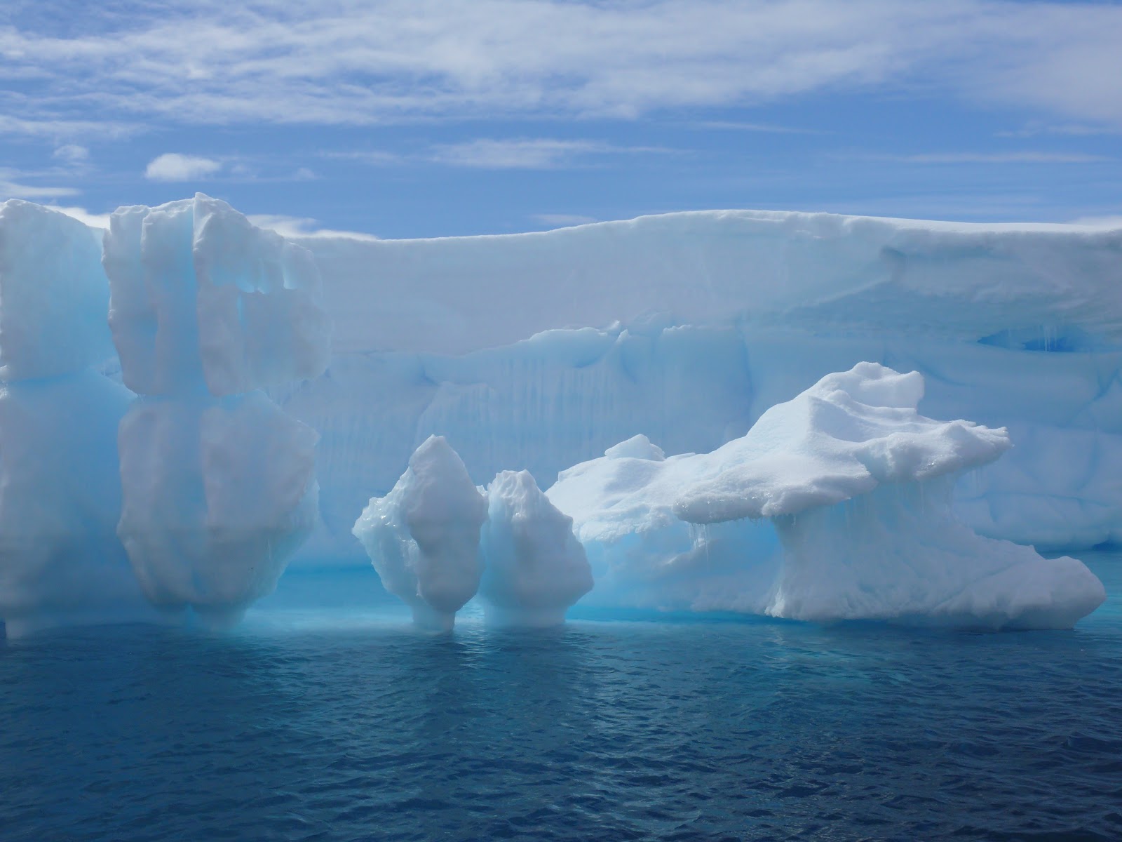violetas: ICEBERG violetas: ICEBERG