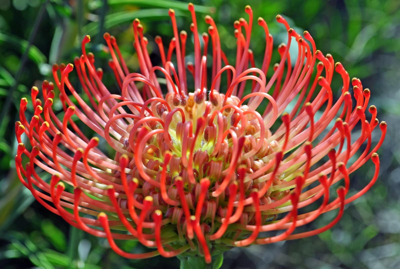 A Passion for Flowers December 2013