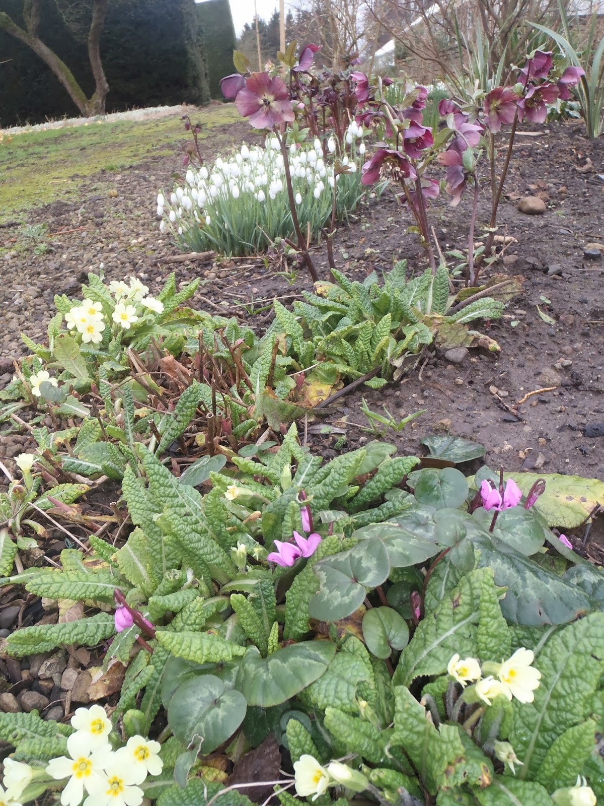 28 Best Beautiful Blue Flowers Images Spring Flowering Bulbs