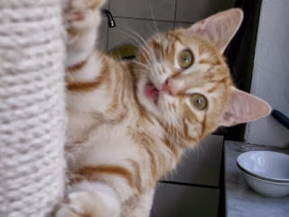 die katze ist unsauber blasenentzundung
