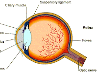 Eye Muscles Diagram Eye Muscles Diagram