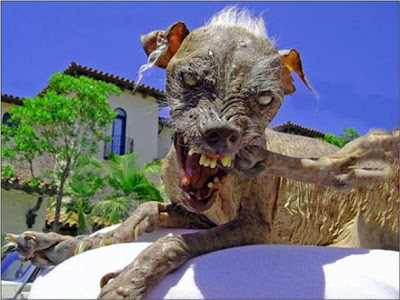 World ugliest dogs pictures