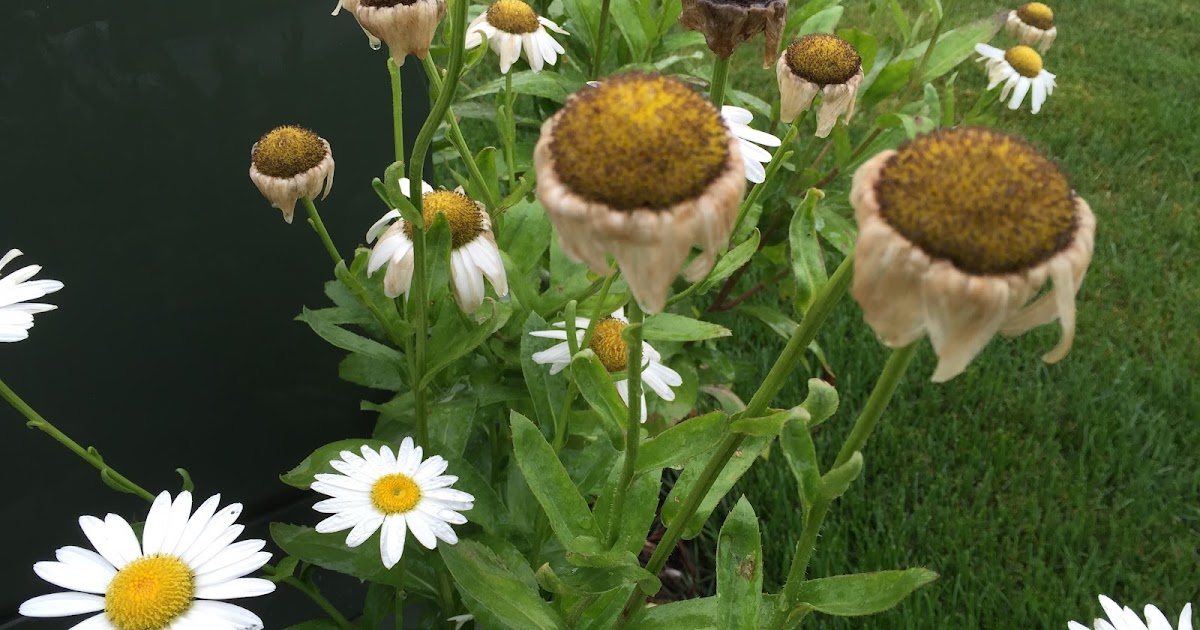 Dead Head Shasta Daisy to Encourage More Flowers [Backyard Neophyte Landscaping Blog]