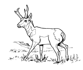 Coloriage antilope