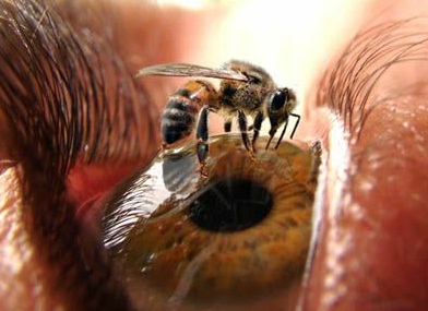 4 fatos sobre as abelhas que nem os biólogos sabiam
