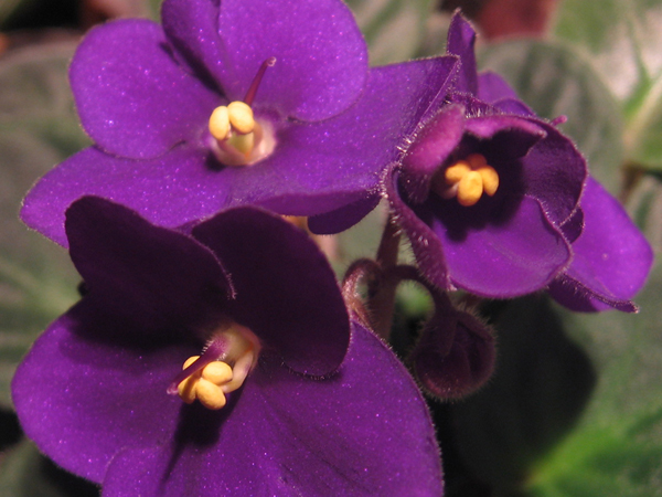 mis flores de temporada 20060722152627_15+violetas