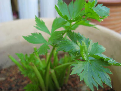 Daun Sup Cuci Buah Pinggang