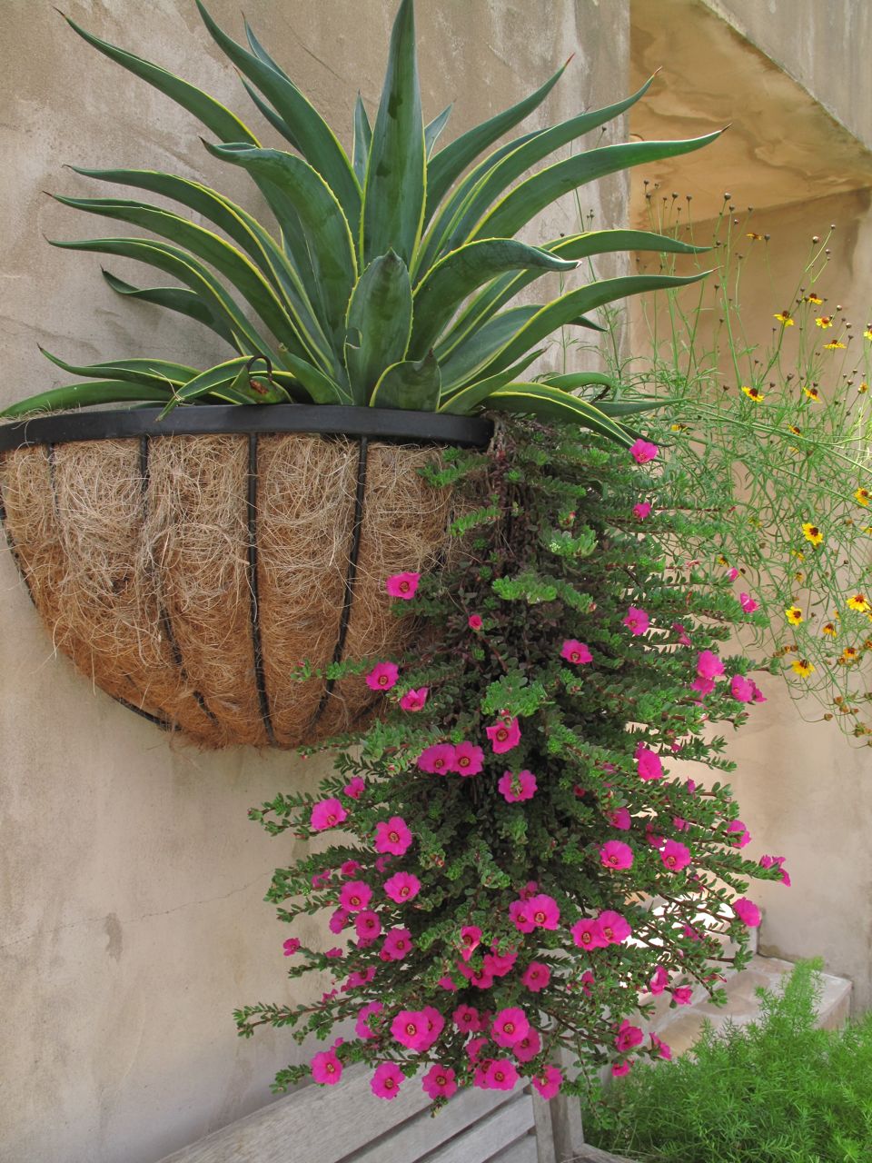 ROCK ROSE WALL PLANTERS