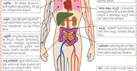 CHODAVARAMNET: DISEASE FREE HUMAN BODY HEALTH TIPS