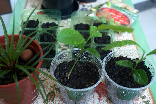 Horta caseira