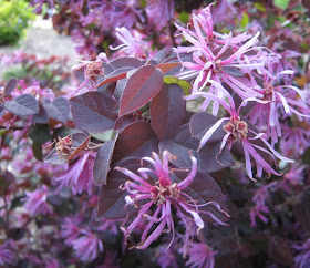 Loropetalum Purple Majesty