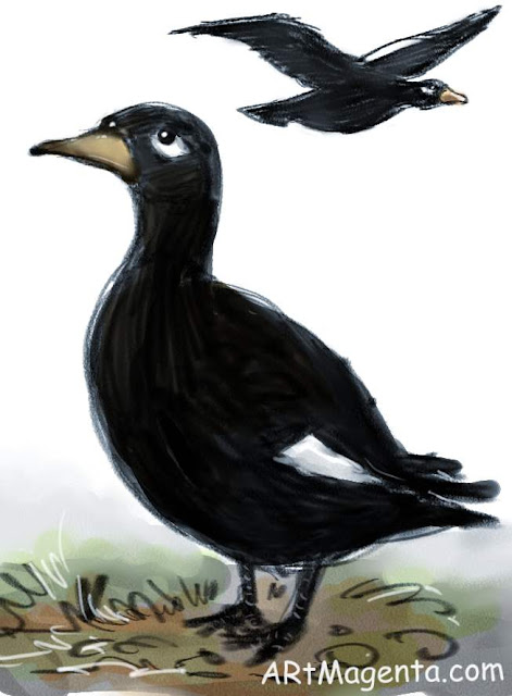 Velvet Scoter is a bird painting by artist and illustrator Artmagenta