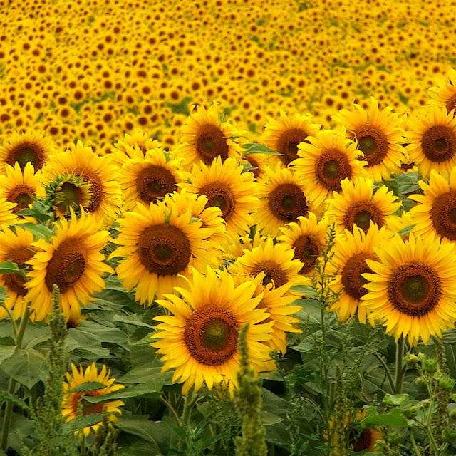 Free Sunflower Picture