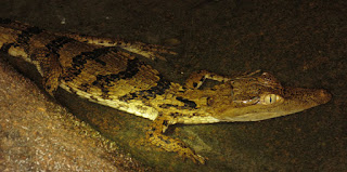 Caiman crocodilus, Spectacled Caiman