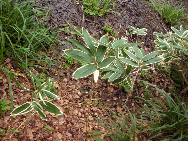 Xtremehorticulture Of The Desert Privet Dieback Due To Irrigation