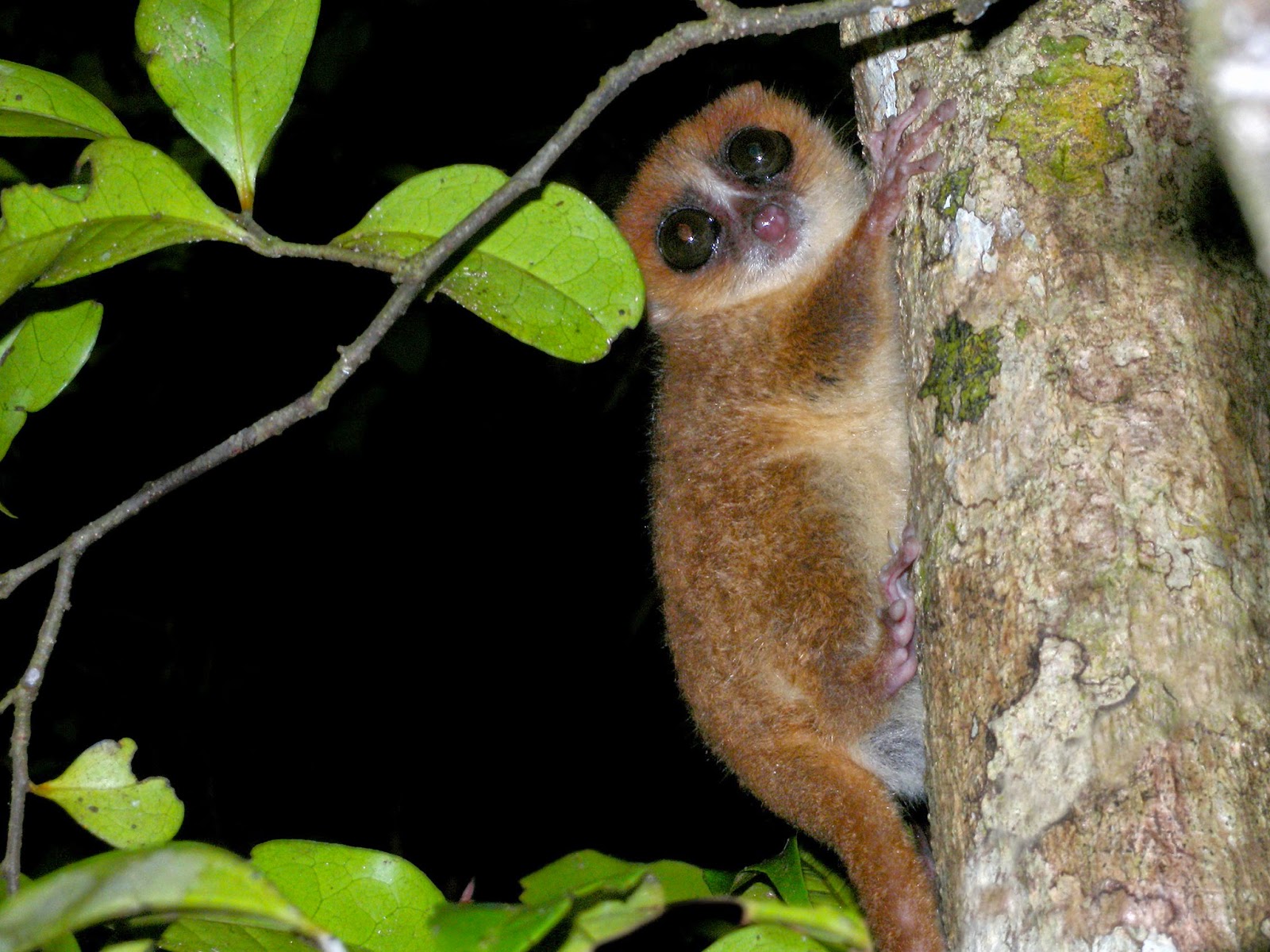 Brown Mouse Lemur