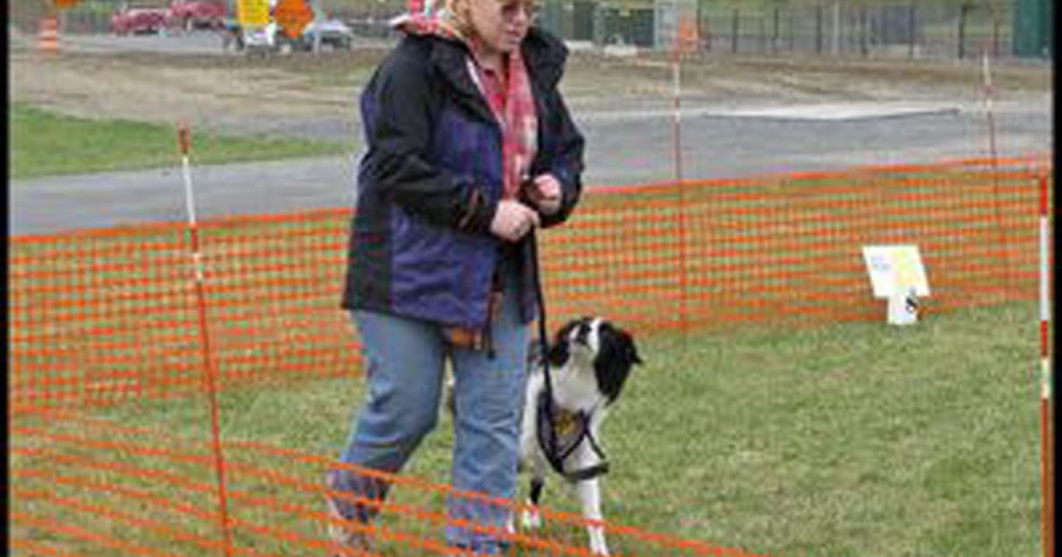 My Border Collie, Rowena Trials & Tribulations of a Psychiatric