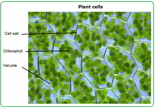 #14: Cell structure | Biology Notes for IGCSE 2014 & 2022
