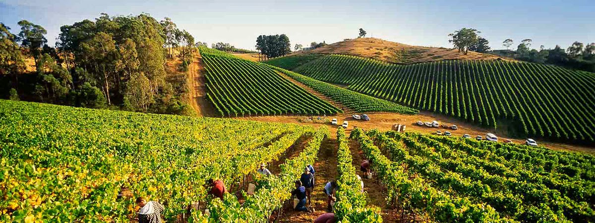 kebun anggur di australia kebun-anggur-adelide-australia