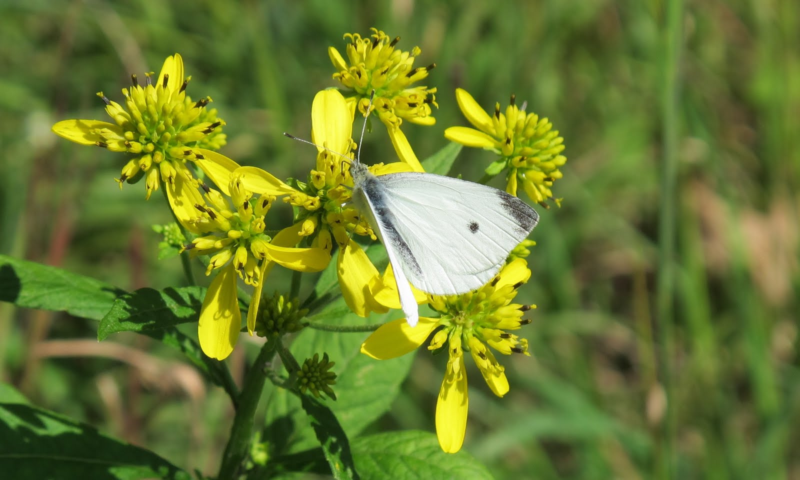 Insects Galore Botm Cabbage Whites Pieris Rapae