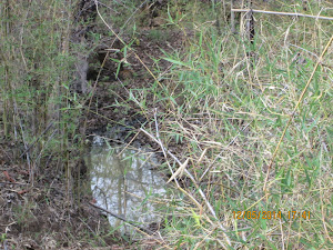 The small pond in the ravine near the road.