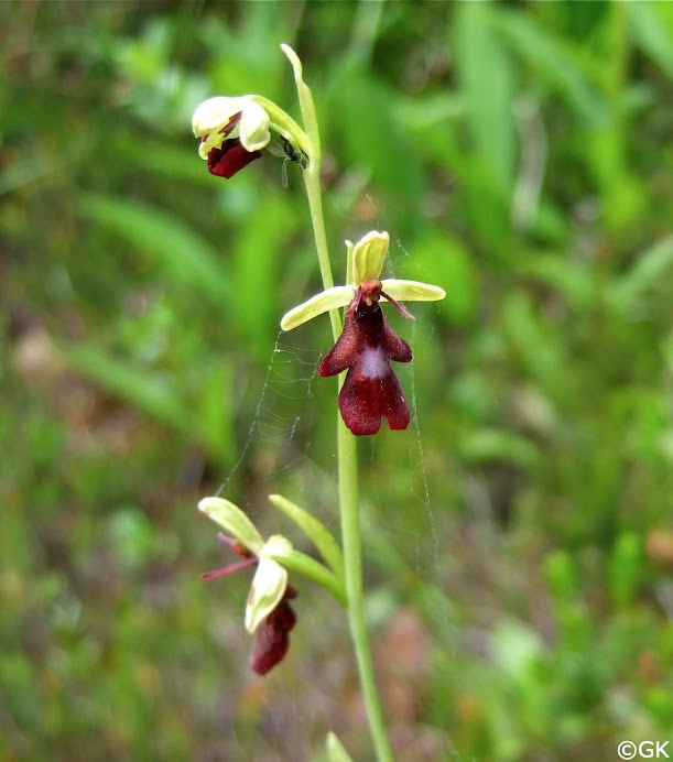 Fliegen-Ragwurz (Ophrys insectifera L.)