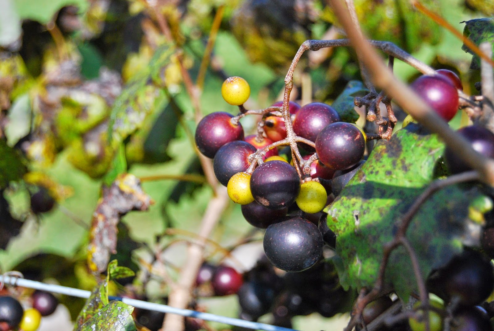 Helen A. Lockey Muscadine Grape Season In South Florida