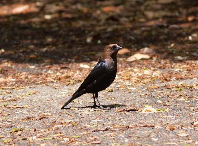 Brown-headed Cowbird - Inwood Hill Park, New York