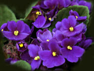 Violetas