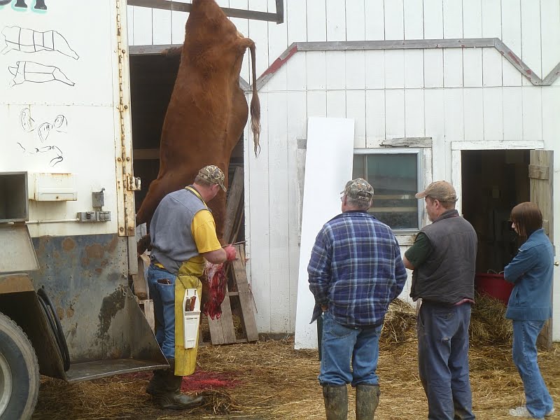Rural Revolution Butchering our bull