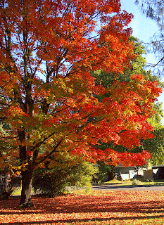 types of maple trees in ontario types of maple trees in ontario