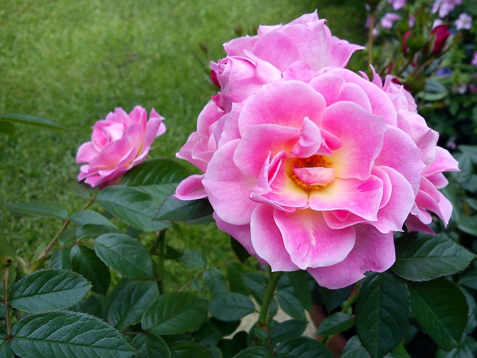 GARDENER'S WORD PATIO ROSES