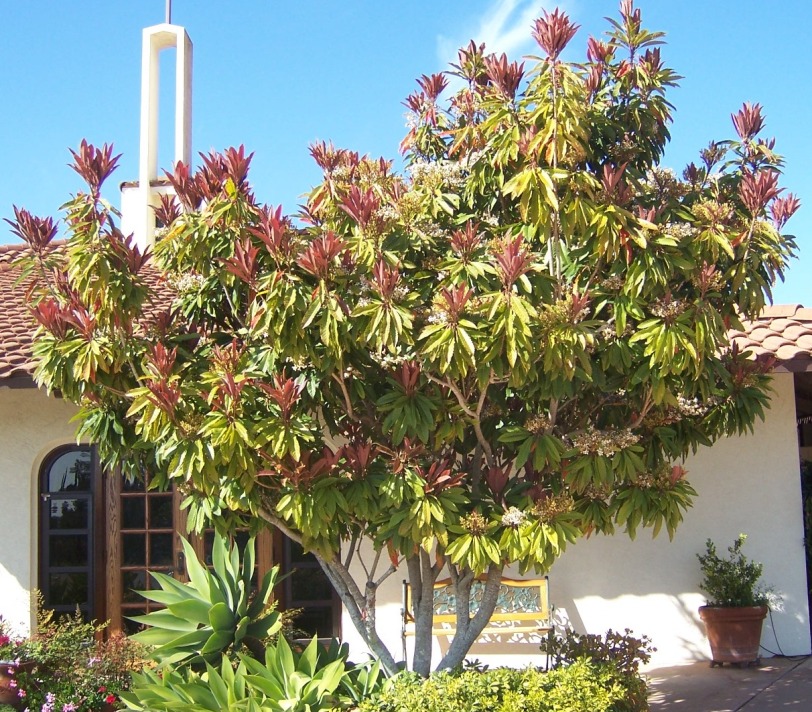 The 2 Minute Gardener Photo Bronze Loquat Tree (Eriobotyra deflexa)