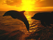 MÁS PAISAJES. paisajes con animales delfines