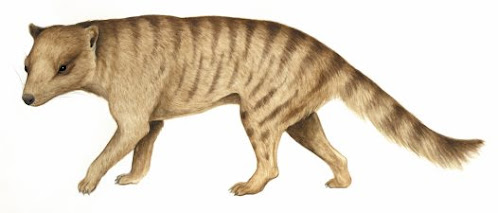 Australia prehistorica Nimbacinus