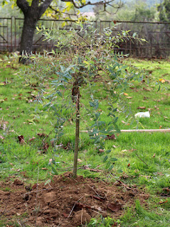 Here's hoping it flourishes here also Here's hoping it flourishes here also