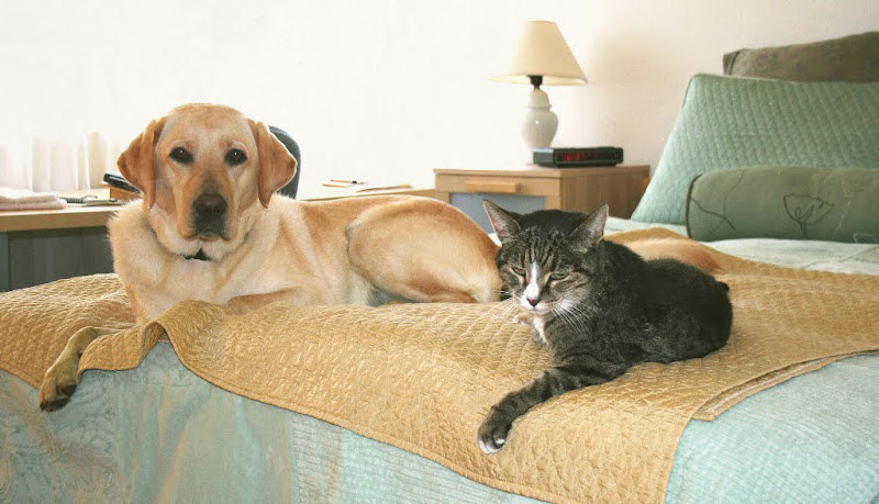 cabana and our grey tabby cat laying on our bed on a golden colored blanket