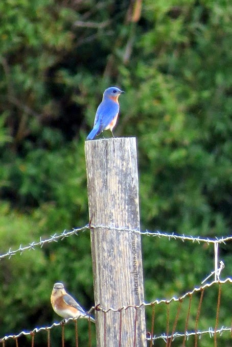 Simply Living: Bluebirds of happiness