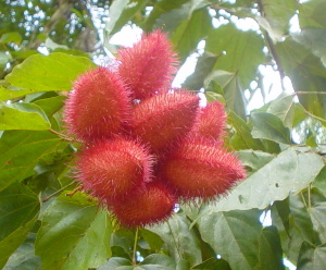 Herbs Treat And Taste Annatto Lipstick Tree History Uses And Health Benefits Of Annatto Tree