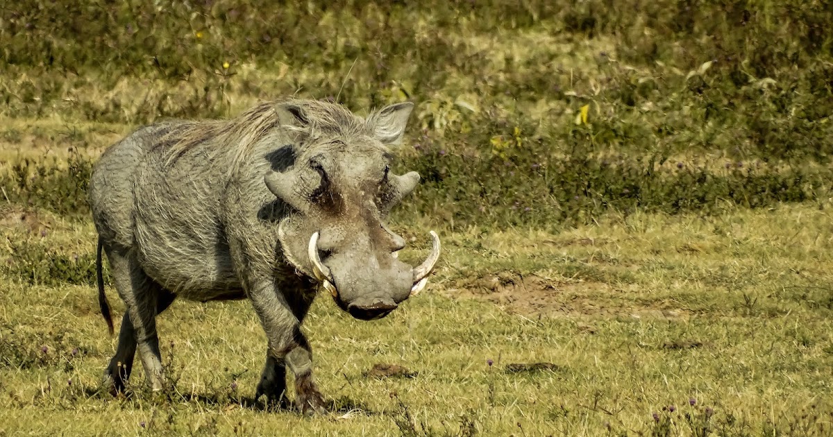 Cannundrums: Central African Warthog