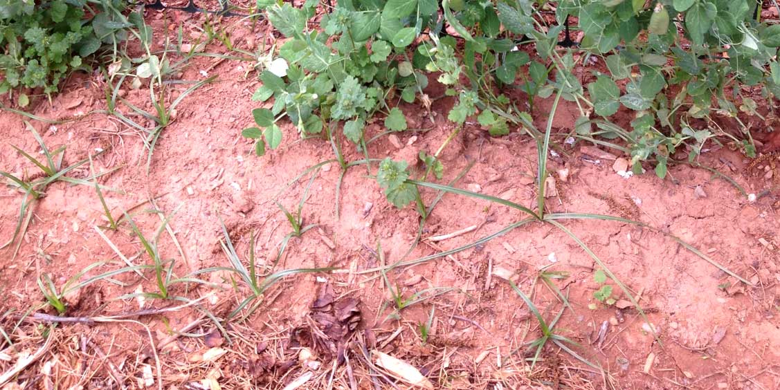 Two Sisters Gardening Fighting nutsedge