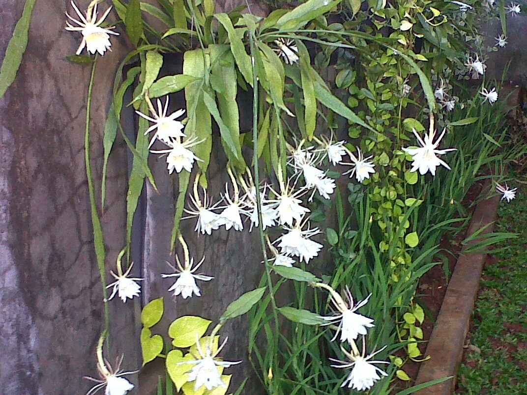 17+ Arti Mimpi Jembang Wijaya Kusuma Yang Kita Tanam Mekar Semua