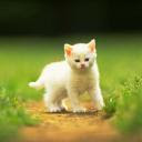 http://2.bp.blogspot.com/-Pq3kZ1e1PCw/TjUT9XQxdDI/AAAAAAAAAck/Z1n2epPYZlM/s400/free-wallpapers-mobile-download-017-cat.jpg