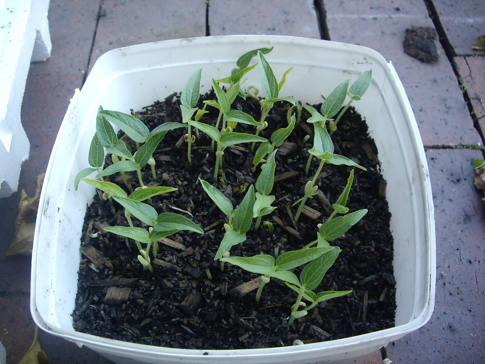 Kitchen Garden Picture Diary mung beans sprouts